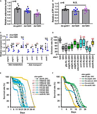 Adenosine Receptor and Its Downstream Targets, Mod(mdg4) and Hsp70, Work as a Signaling Pathway Modulating Cytotoxic Damage in Drosophila